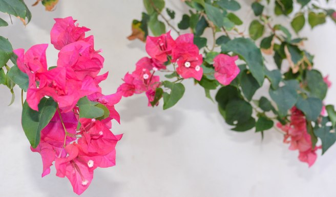 Bougainville